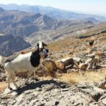 Kozy v horách v Emirátu Rás al-Chajma
